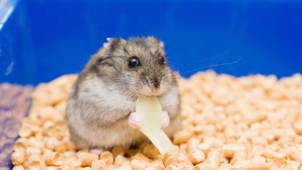 Little hamster eats stock photo